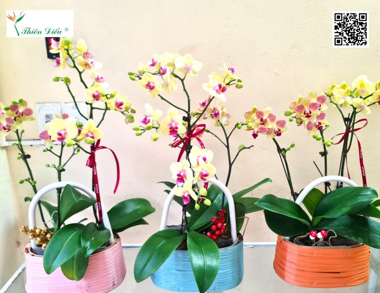 490885135 1237848391680527 3413338722307288406 n 768x593