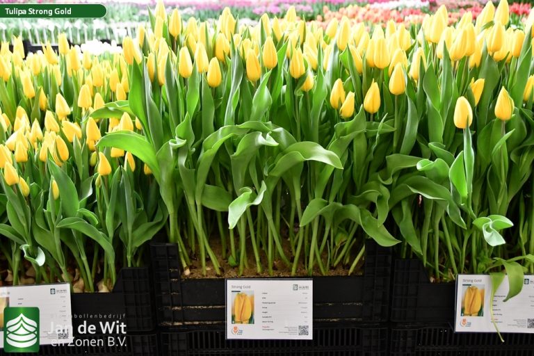 494972824 1262619372536762 129137448570450793 n 768x512